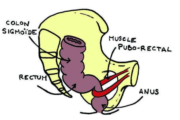 il muscolo puborettale strozza la parte terminale dell'intestino formando un passaggio a 90° che puo creare stipsi se c'è una disfunzione muscolare
